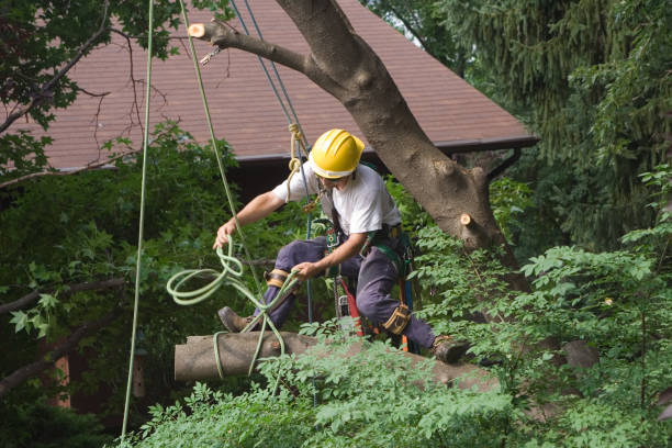 Best Tree Cabling and Bracing  in Rosedale, CA