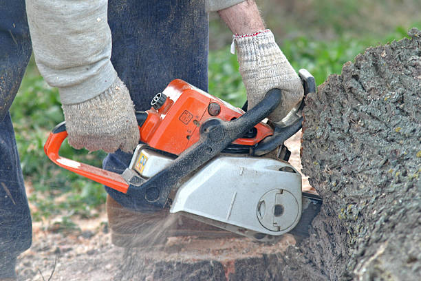 Reliable Rosedale, CA Tree Services Solutions