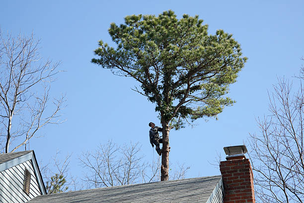 How Our Tree Care Process Works  in  Rosedale, CA